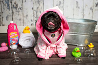 Pug Fest 2017