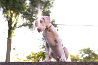 DANE PUPPIES