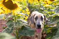 Sunflowers 2022